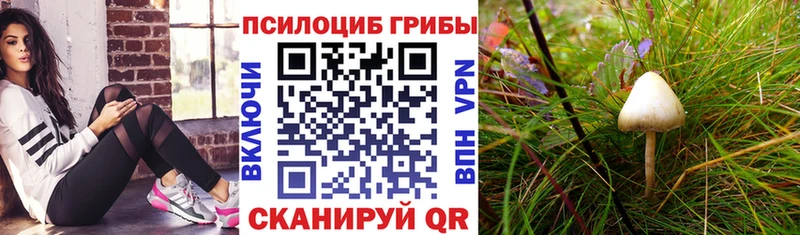Галлюциногенные грибы MAGIC MUSHROOMS  продажа наркотиков  Нефтегорск 